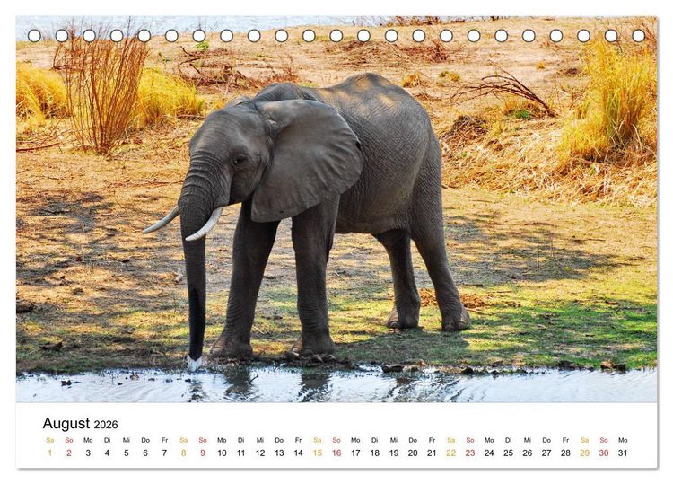 Produktbild: Elefanten Impressionen (Tischkalender 2026 DIN A5 quer), CALVENDO Monatskalender