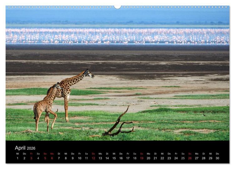 Produktbild: GIRAFFEN - Liebliche Riesen der afrikanischen Savanne (hochwertiger Premium Wandkalender 2026 DIN A2 quer), Kunstdruck in Hochglanz