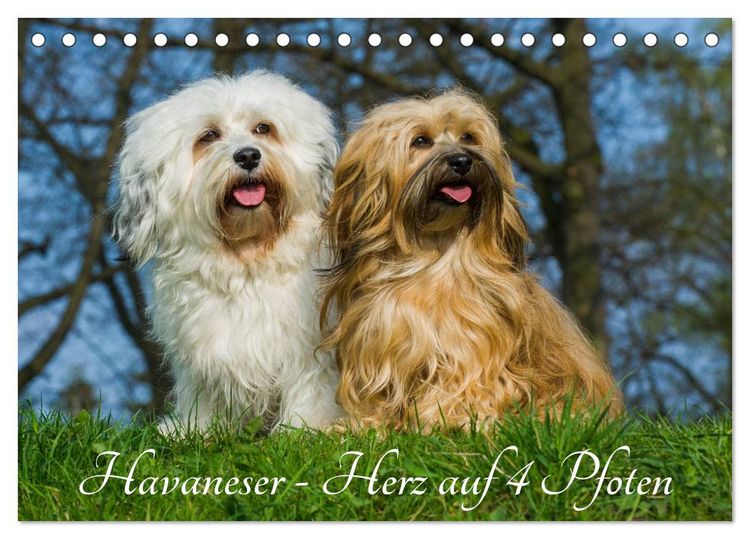 Produktbild: Havaneser - Herz auf 4 Pfoten (Tischkalender 2026 DIN A5 quer), CALVENDO Monatskalender