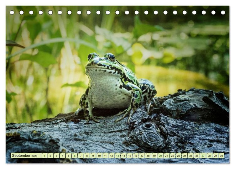 Produktbild: Fr&ouml;hliche Fr&ouml;sche (Tischkalender 2026 DIN A5 quer), CALVENDO Monatskalender