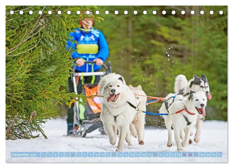 Produktbild: Schlittenhunderennen: Rasantes Schneetreiben (Tischkalender 2026 DIN A5 quer), CALVENDO Monatskalender