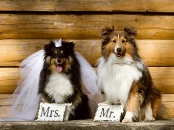 Produktbild: CALVENDO Puzzle Just married | 1000 Teile Lege-Gr&ouml;&szlig;e 64x48cm Foto-Puzzle f&uuml;r gl&uuml;ckliche Stunden