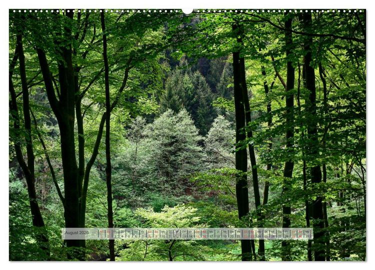 Produktbild: Wald im Bergischen Land 2026 (hochwertiger Premium Wandkalender 2026 DIN A2 quer), Kunstdruck in Hochglanz