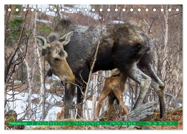 Produktbild: FIRST STEPS FOR BABY MOOSE (Desk Calendar 2026 DIN A5 landscape), CALVENDO 12 Month DeskCalendar