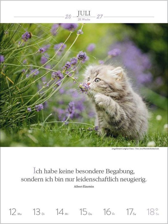 Produktbild: Literaturkalender Katzen 2027