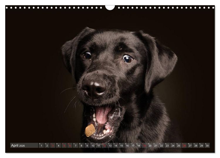 Produktbild: Fang das Leckerlie (Wandkalender 2026 DIN A3 quer), CALVENDO Monatskalender