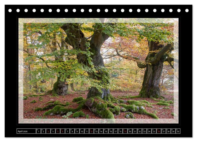 Produktbild: Zauberwald HALLOH (Tischkalender 2026 DIN A5 quer), CALVENDO Monatskalender