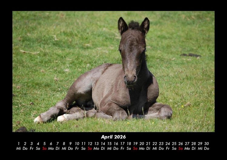 Produktbild: Die Welt der Pferde 2026 Fotokalender DIN A3
