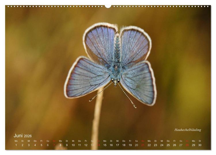 Produktbild: Gro&szlig;e und kleine Schmetterlinge (Wandkalender 2026 DIN A2 quer), CALVENDO Monatskalender