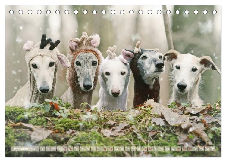 Produktbild: Zauberhafte Windhunde (Tischkalender 2026 DIN A5 quer), CALVENDO Monatskalender