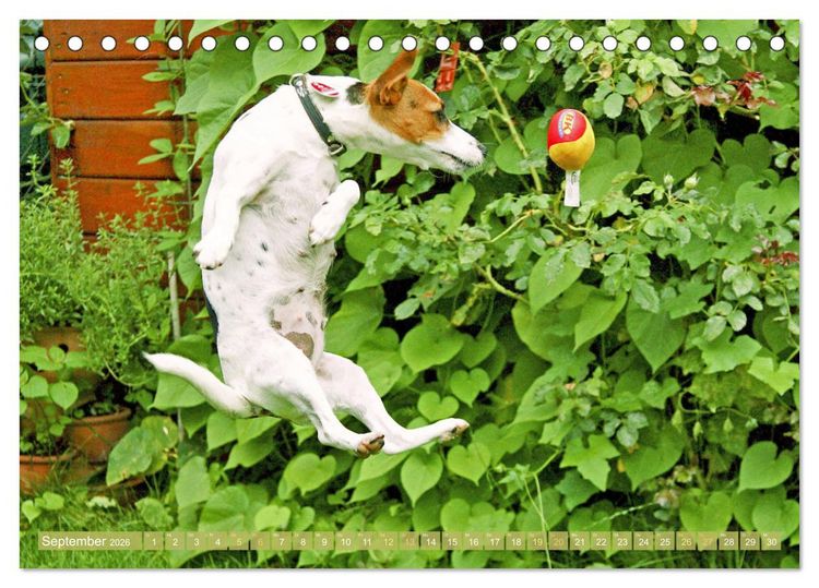 Produktbild: Jack Russell Terrier: flink und verspielt (Tischkalender 2026 DIN A5 quer), CALVENDO Monatskalender