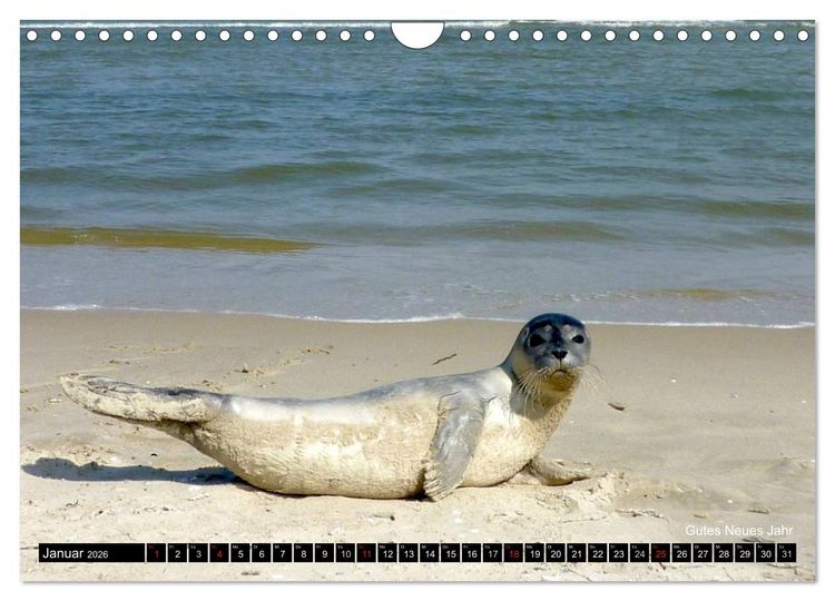 Produktbild: T&ouml;werland Juist (Wandkalender 2026 DIN A4 quer), CALVENDO Monatskalender