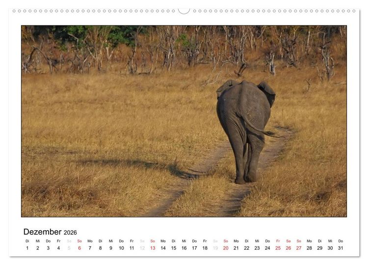 Produktbild: Afrikanische Elefanten (Wandkalender 2026 DIN A2 quer), CALVENDO Monatskalender