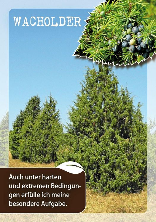 Produktbild: Die Botschaften der B&auml;ume &ndash; Impulse unserer Gef&auml;hrten f&uuml;r jeden Tag
