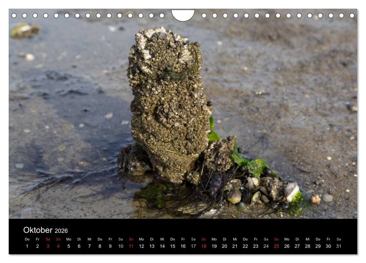 Produktbild: Pellworm 2026 (Wandkalender 2026 DIN A4 quer), CALVENDO Monatskalender