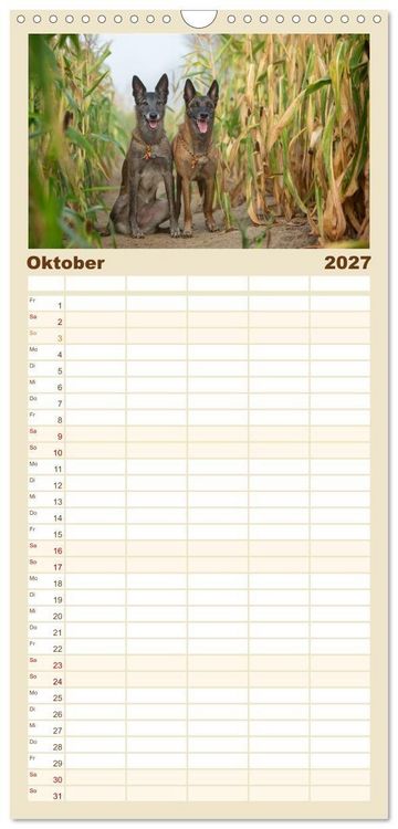 Produktbild: Familienplaner 2027 - Mit dem Malinois durch das Jahr mit 5 Spalten (Wandkalender, 21 x 45 cm) CALVENDO