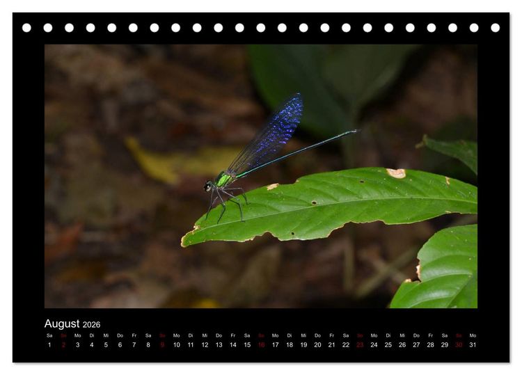 Produktbild: SUMATRA Abenteuer Regenwald (Tischkalender 2026 DIN A5 quer), CALVENDO Monatskalender