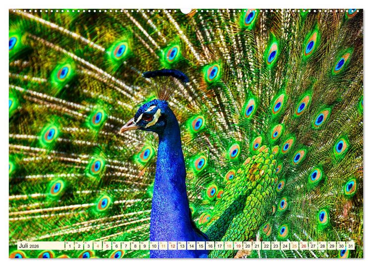 Produktbild: Sch&ouml;ner Pfau (hochwertiger Premium Wandkalender 2026 DIN A2 quer), Kunstdruck in Hochglanz