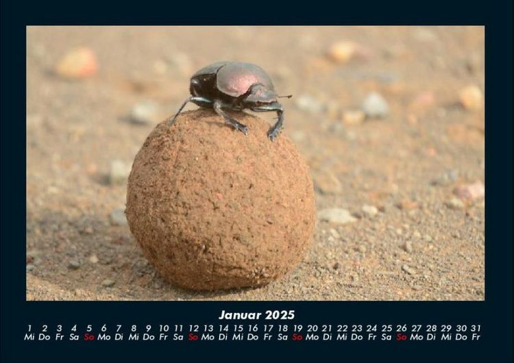 Produktbild: K&auml;fer 2025 Fotokalender DIN A4