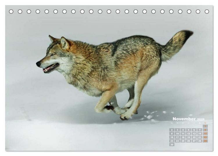 Produktbild: WILDE TIERE IN AKTION (Tischkalender 2026 DIN A5 quer), CALVENDO Monatskalender