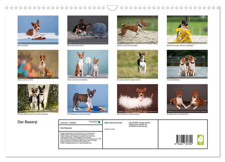 Produktbild: Der Basenji (Wandkalender 2026 DIN A3 quer), CALVENDO Monatskalender