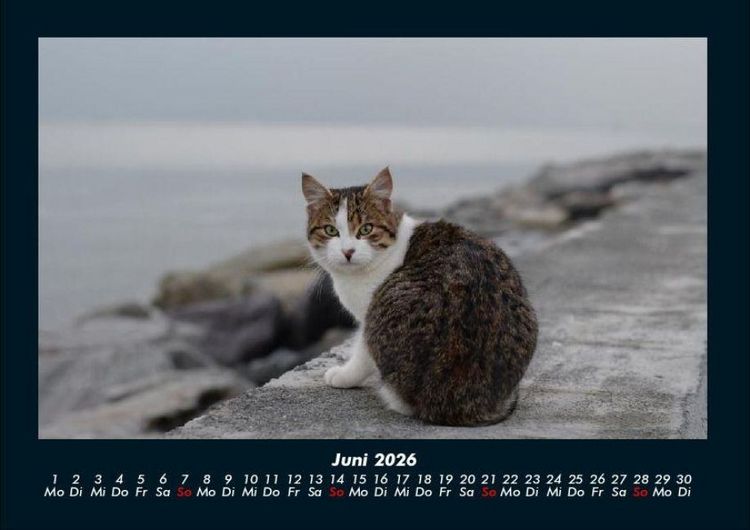 Produktbild: Katzen 2026 Fotokalender DIN A4