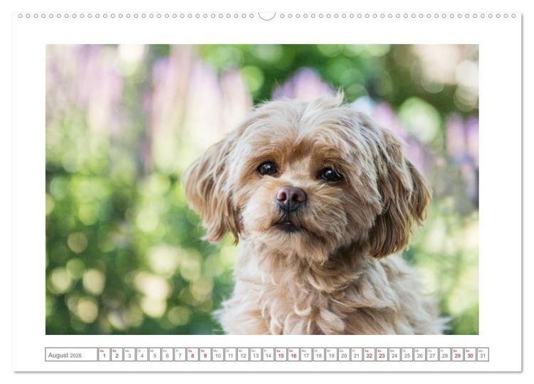 Produktbild: Maltipoo - Malteser -Pudel (Wandkalender 2026 DIN A2 quer), CALVENDO Monatskalender