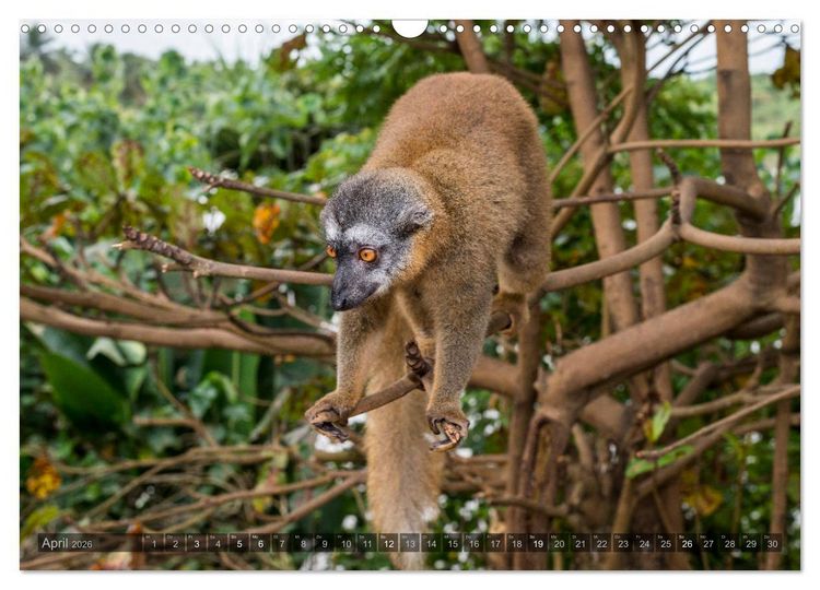 Produktbild: Tierisches Madagaskar (Wandkalender 2026 DIN A3 quer), CALVENDO Monatskalender