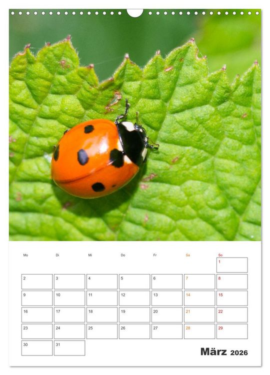 Produktbild: Kleines Gl&uuml;ck ganz gro&szlig;: Marienk&auml;fer! (Wandkalender 2026 DIN A3 hoch), CALVENDO Monatskalender