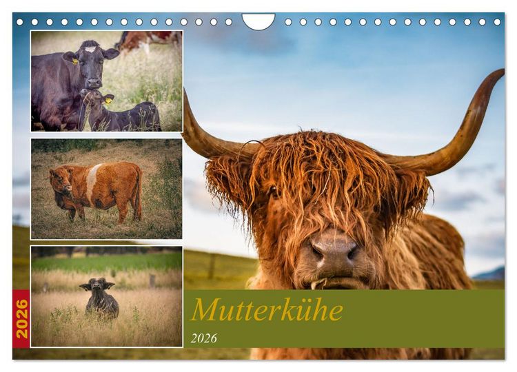 Produktbild: Mutterk&uuml;he (Wandkalender 2026 DIN A4 quer), CALVENDO Monatskalender