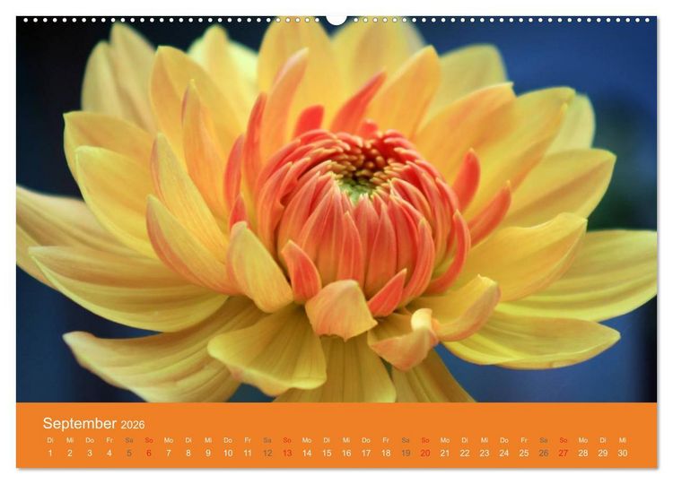 Produktbild: Dahlien (Wandkalender 2026 DIN A2 quer), CALVENDO Monatskalender