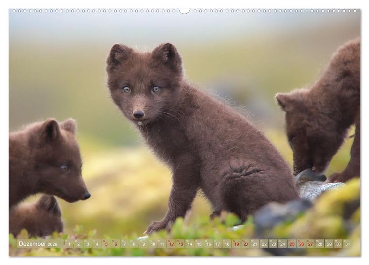 Produktbild: Polarfuchs-Welpen (hochwertiger Premium Wandkalender 2026 DIN A2 quer), Kunstdruck in Hochglanz