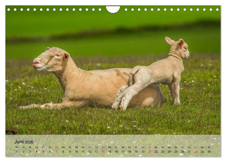 Produktbild: Schafe z&auml;hlen leicht gemacht! (Wandkalender 2026 DIN A4 quer), CALVENDO Monatskalender