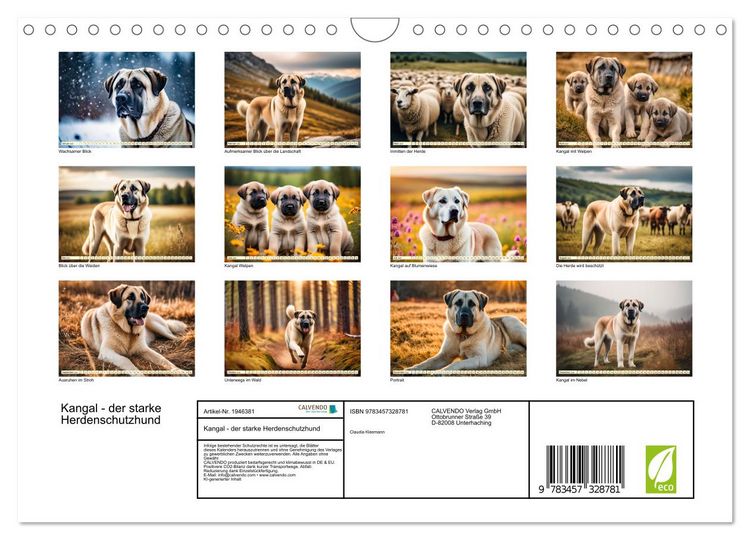 Produktbild: Kangal - der starke Herdenschutzhund (Wandkalender 2026 DIN A4 quer), CALVENDO Monatskalender