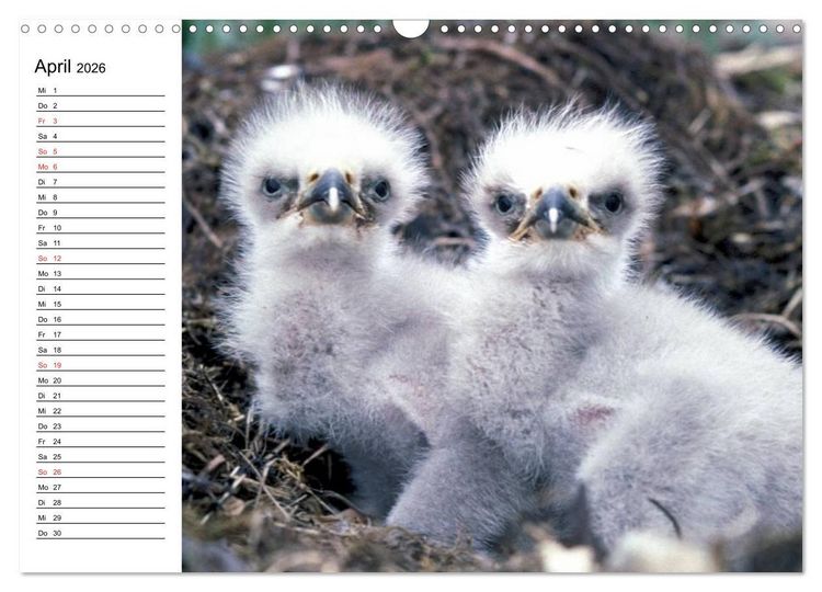 Produktbild: Wei&szlig;kopfseeadler. Symbol der Freiheit (Wandkalender 2026 DIN A3 quer), CALVENDO Monatskalender