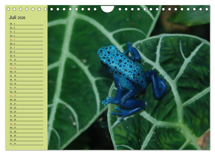 Produktbild: Frosch m&uuml;sste man sein! (Wandkalender 2026 DIN A4 quer), CALVENDO Monatskalender
