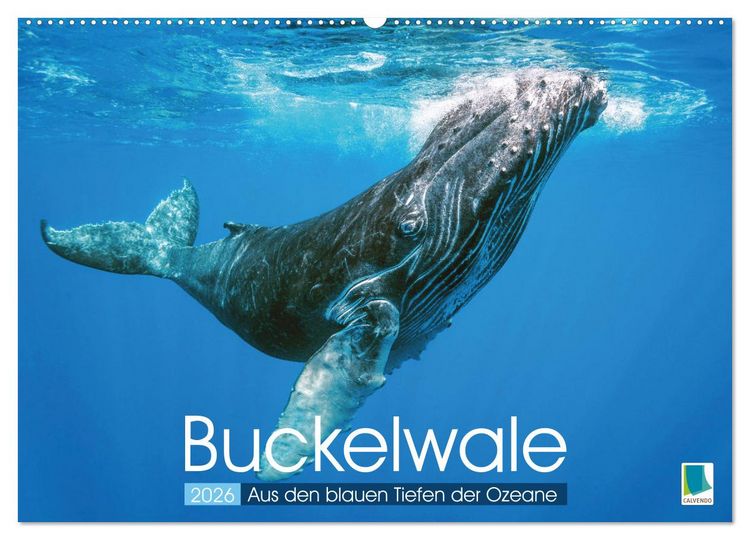 Produktbild: Buckelwale: Aus den blauen Tiefen der Ozeane (Wandkalender 2026 DIN A2 quer), CALVENDO Monatskalender