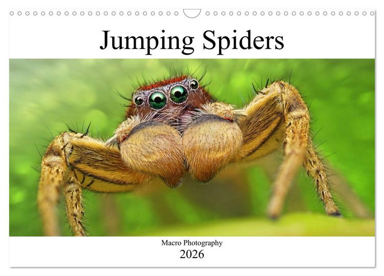 Produktbild: Jumping Spiders (Wall Calendar 2026 DIN A3 landscape), CALVENDO 12 Month Wall Calendar