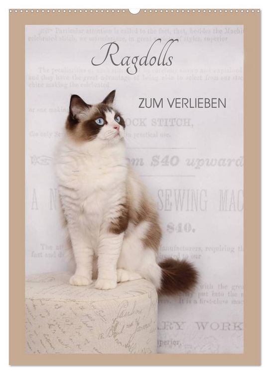 Produktbild: Ragdolls zum Verlieben (Wandkalender 2026 DIN A2 hoch), CALVENDO Monatskalender