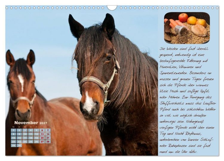 Produktbild: Pferdehaltung Tipps und Wissenswertes (Wandkalender 2027 DIN A3 quer), CALVENDO Monatskalender