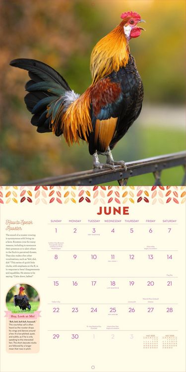 Produktbild: How to Speak Chicken Wall Calendar 2025
