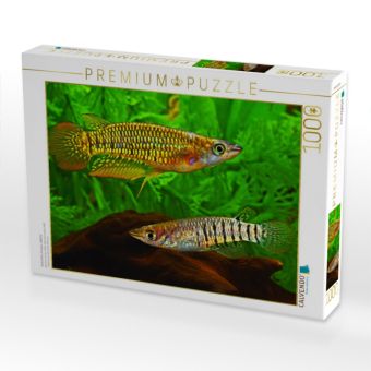 Produktbild: CALVENDO Puzzle Aplocheilus lineatus, INDIEN | 1000 Teile Lege-Gr&ouml;&szlig;e 64x48cm Foto-Puzzle f&uuml;r gl&uuml;ckliche Stunden