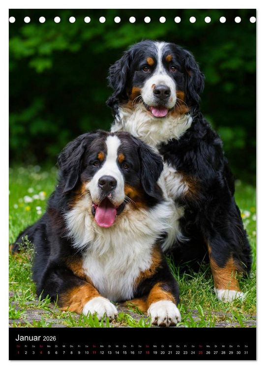 Produktbild: Faszination Berner Sennenhund (Tischkalender 2026 DIN A5 hoch), CALVENDO Monatskalender