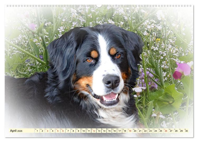 Produktbild: Rasseportraits - Hunde (Wandkalender 2026 DIN A2 quer), CALVENDO Monatskalender
