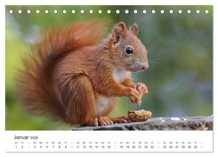 Produktbild: Eichh&ouml;rnchen Kinder (Tischkalender 2026 DIN A5 quer), CALVENDO Monatskalender
