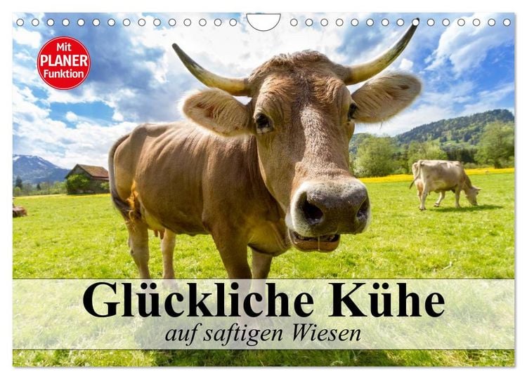 Produktbild: Gl&uuml;ckliche K&uuml;he auf saftigen Wiesen (Wandkalender 2026 DIN A4 quer), CALVENDO Monatskalender