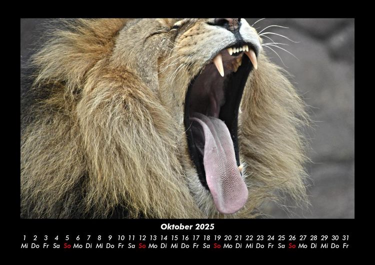 Produktbild: L&ouml;wen in der Wildnis 2025 Fotokalender DIN A3