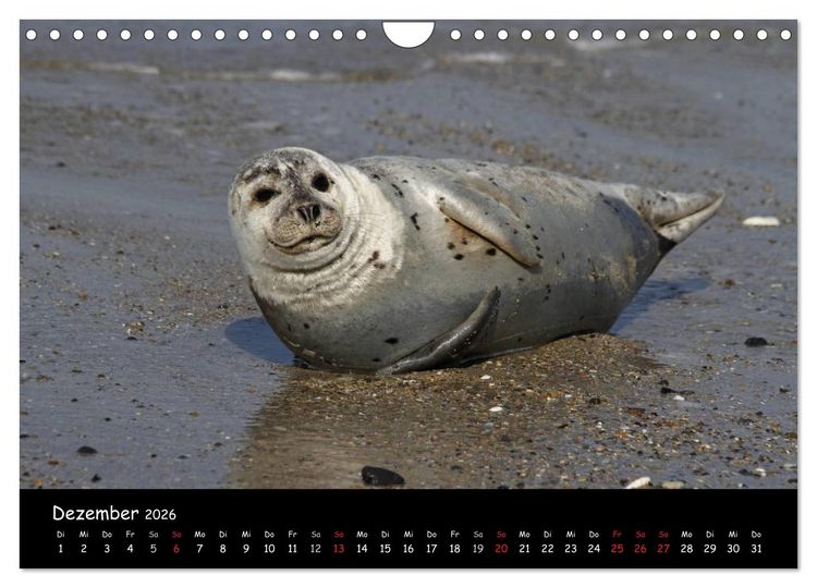 Produktbild: Kegelrobben und Seehunde (Wandkalender 2026 DIN A4 quer), CALVENDO Monatskalender
