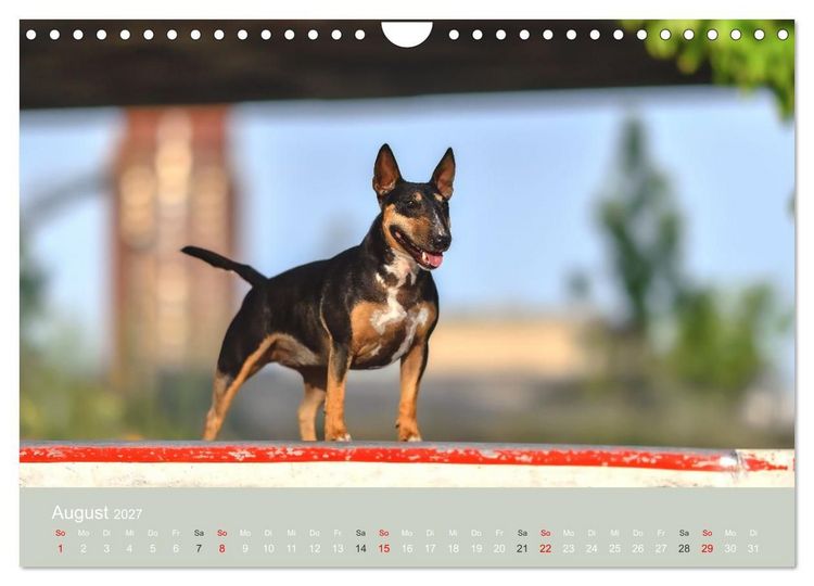 Produktbild: Bullterrier - charmante Herzensbrecher (Wandkalender 2027 DIN A4 quer), CALVENDO Monatskalender