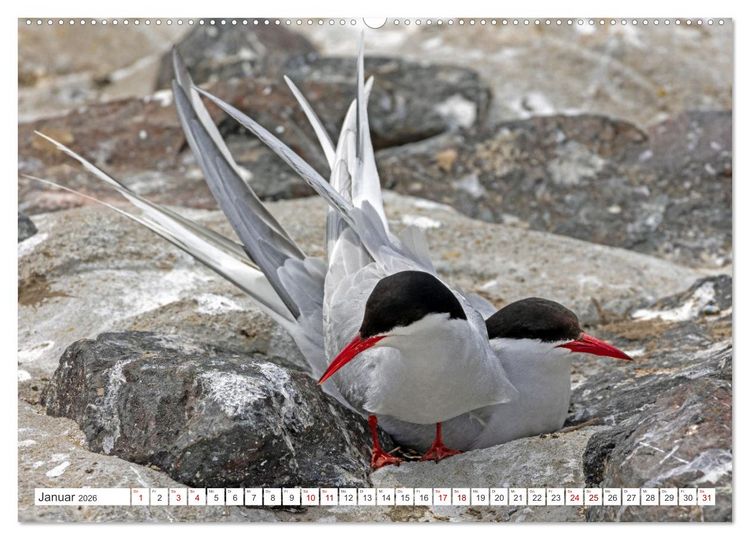 Produktbild: Sturmerprobt - V&ouml;gel an Nordfrieslands K&uuml;ste (hochwertiger Premium Wandkalender 2026 DIN A2 quer), Kunstdruck in Hochglanz